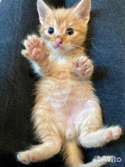Котенок ищет дом