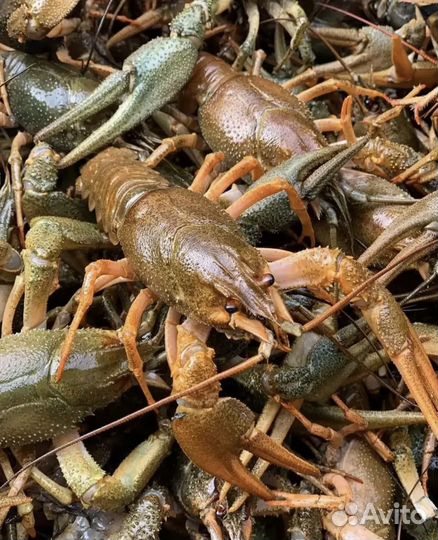 Живые раки(сотрудничество)