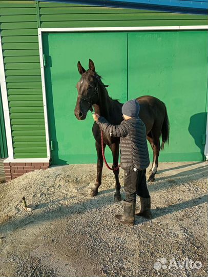 Жеребец орловский