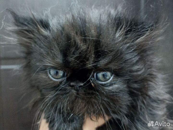 Персидские котята