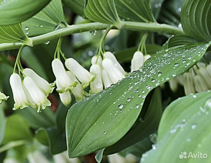 Декоративные многолетники для сада