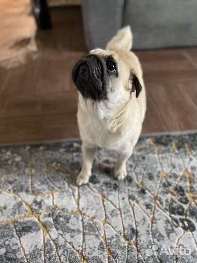 Мопс вязка мальчик