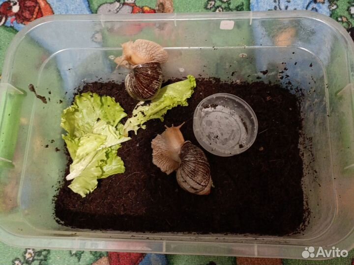 Улитки Ахатины Иммакулята