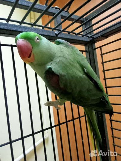 Александрийский попугай