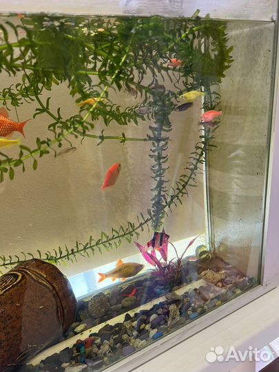 Аквариум с рыбками
