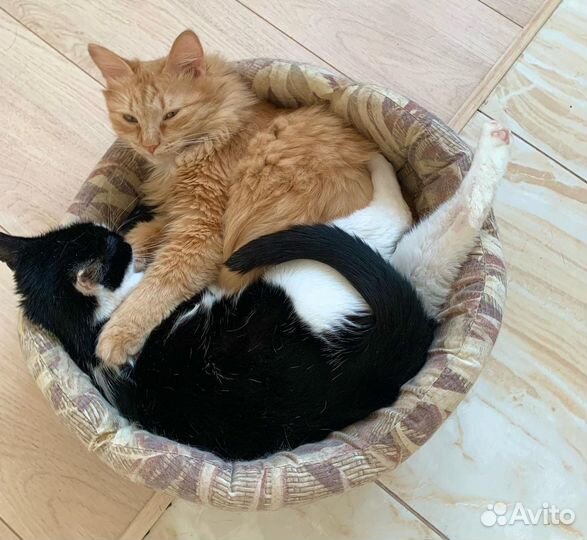 Рыжий и Ласка