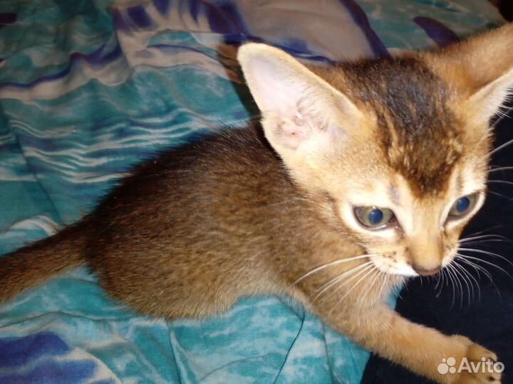 Абиссинский котенок