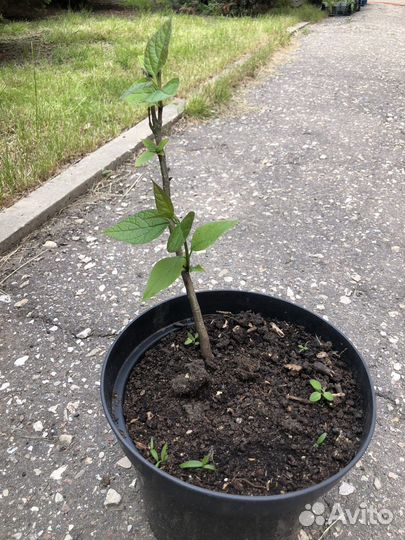 Саженцы катальпы