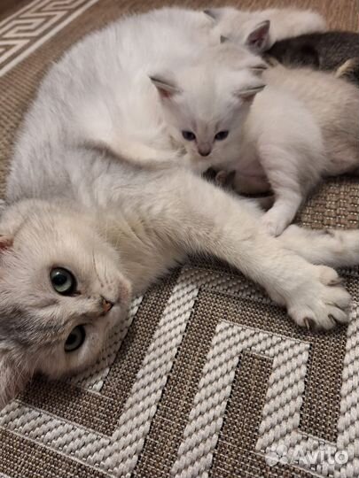 Британские котята