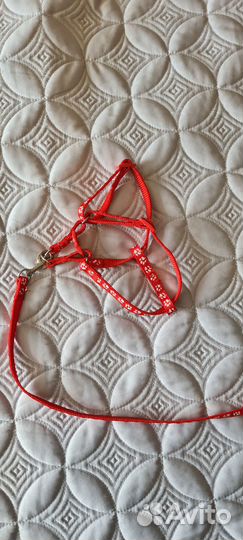 Ошейник для маленькой собаки