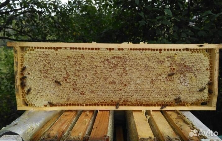 2023 Мед из Алтая опт