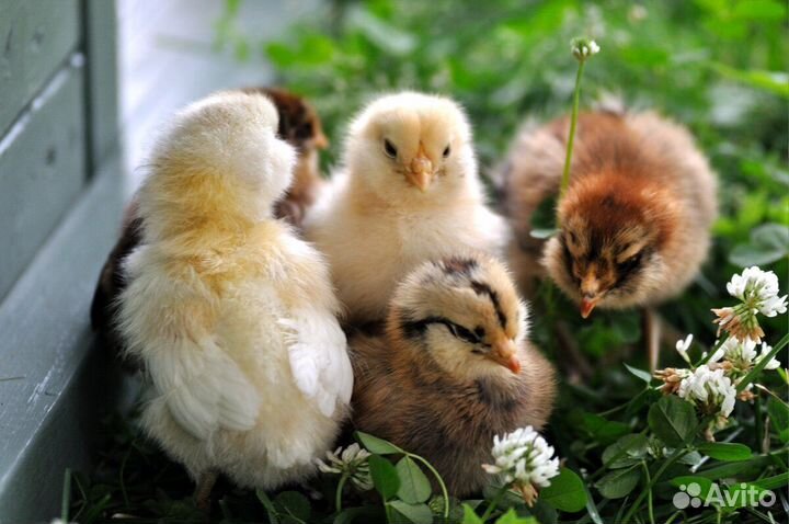 Цыплята суточные и подрощенные