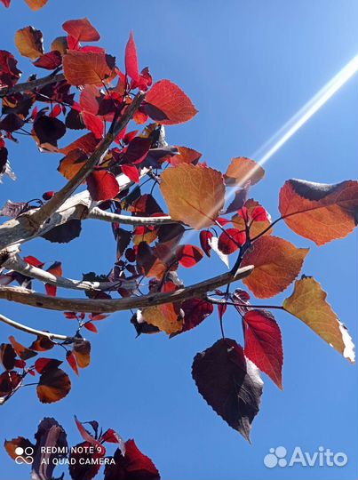 Тополь дельтовидный красный(Purple Tower)