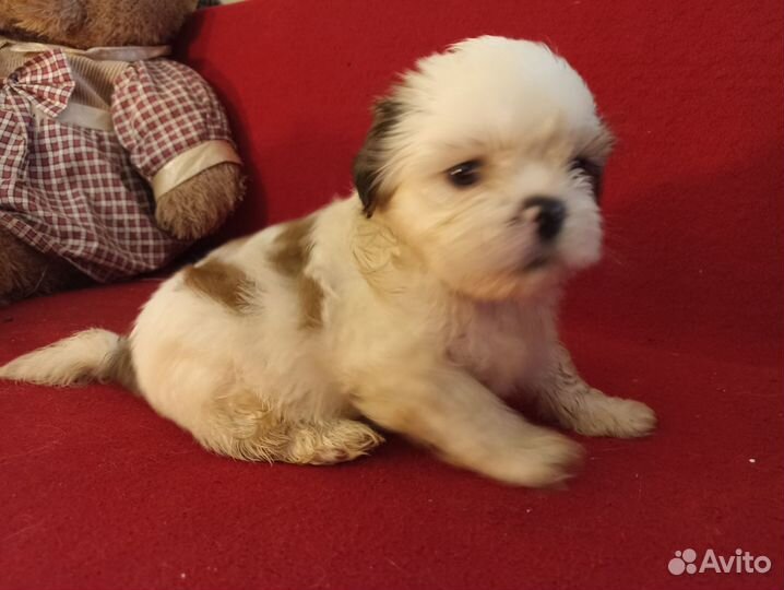 Щенки ши-тцу