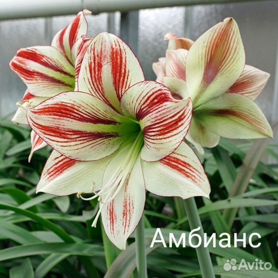 Гиппеаструм