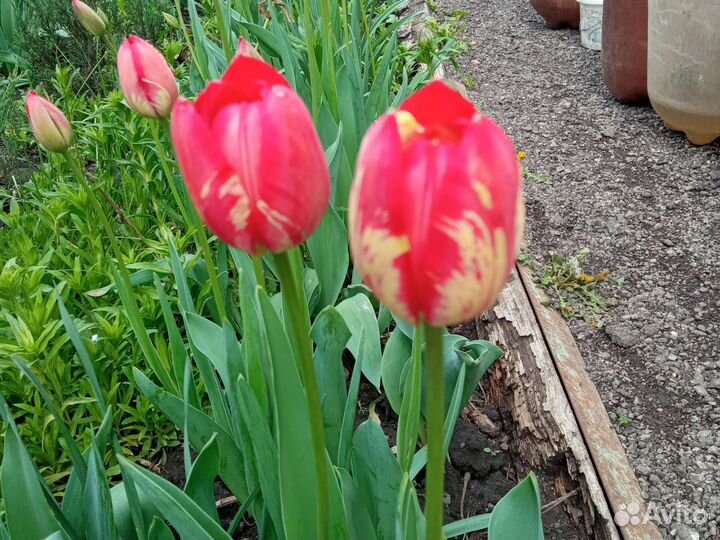 Тюльпаны срезка