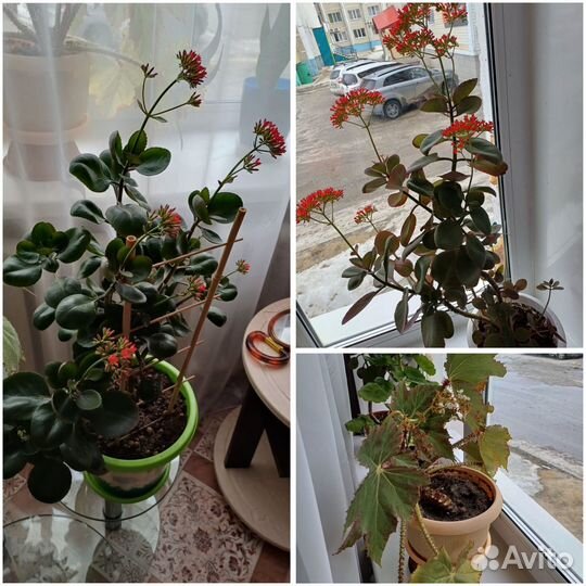 Комнатные цветы