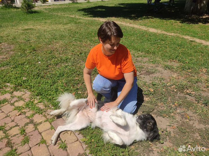 Анфиса собака-терапевт