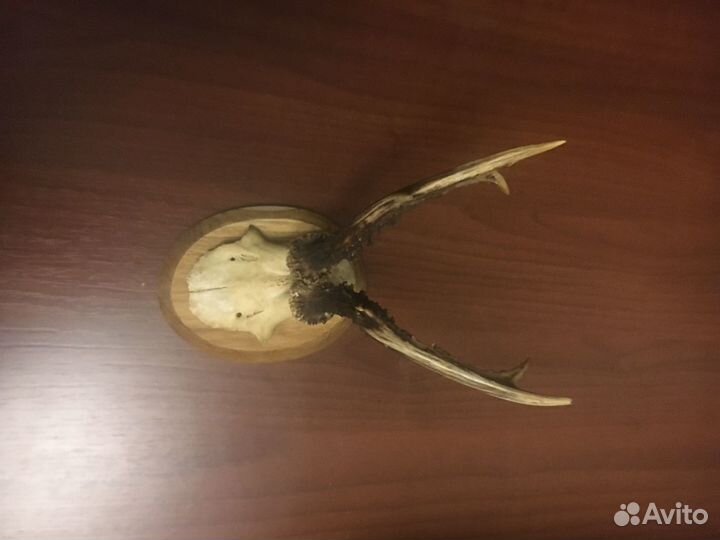 Продаются рога косули на медальоне