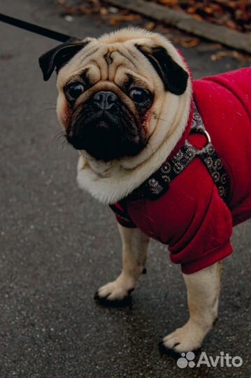 Мопс вязка мальчик