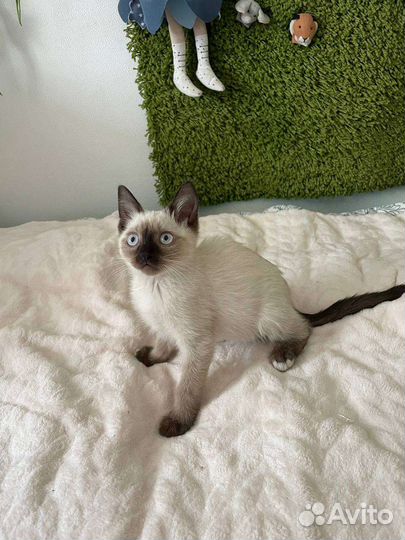Сиамская кошечка