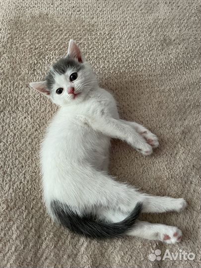 Кошечка в добрые руки