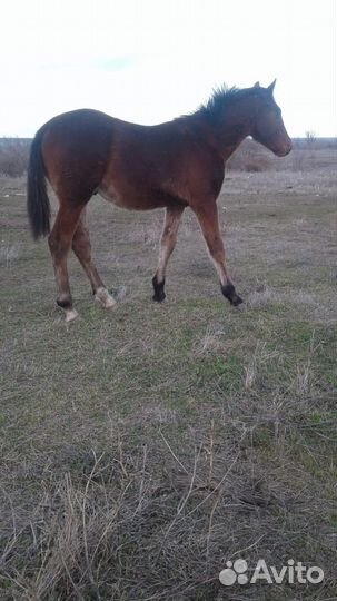 Жеребчик орловской породы
