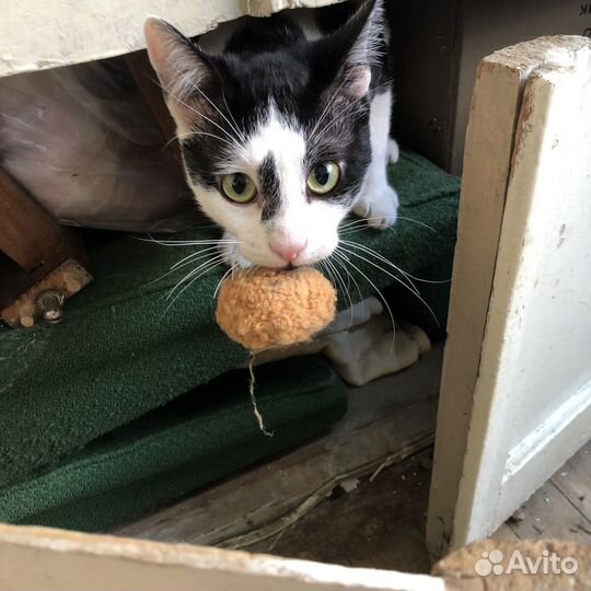 Грузия (любой город). Ищем дом котенку, мальчик
