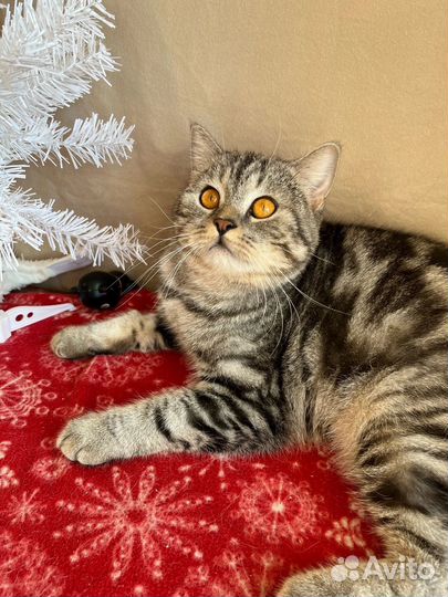 Британский кот