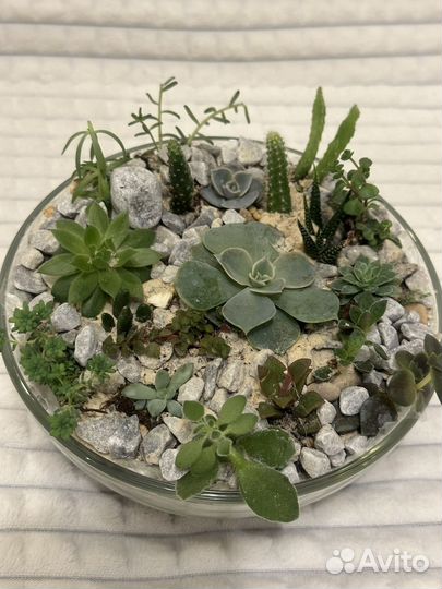 Флорариум суккуленты