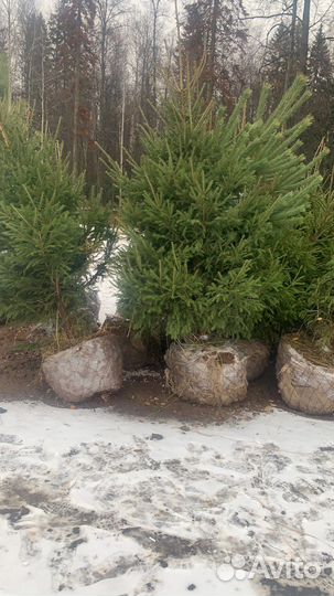 Саженцы ели, сосны, с комом земли, 3,4,5 метров