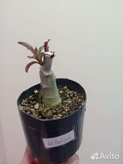 Адениум сортовой привитый