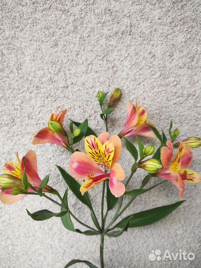 Альстромерия корни