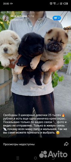 Девочки чау чау