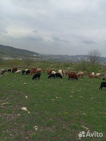 Барашка