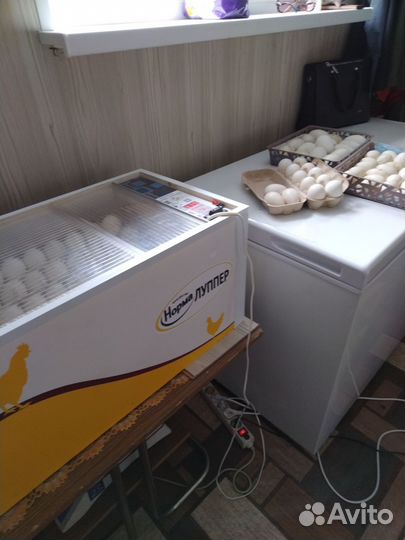 Яйцо домашнее инкубационное