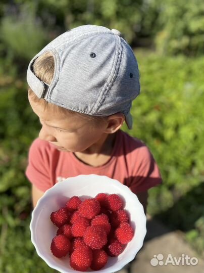 Тибетская малина