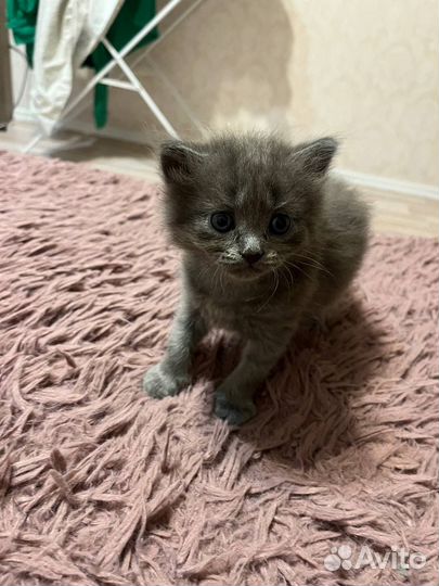 Котята породистые