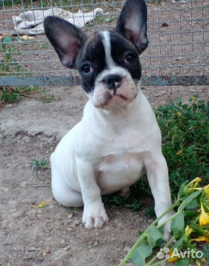 Французские булочки