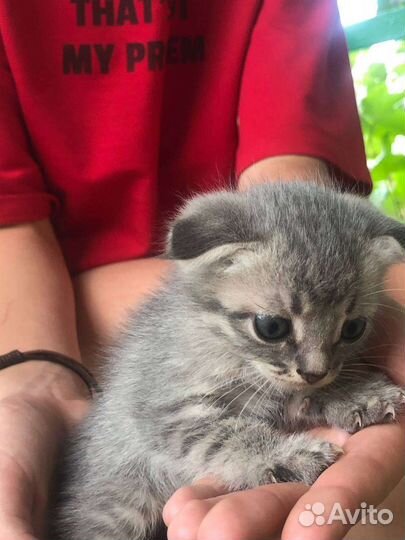 Котята в добрые руки бесплатно