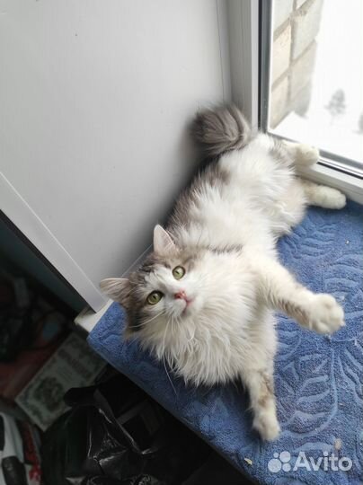 Котик в добрые руки