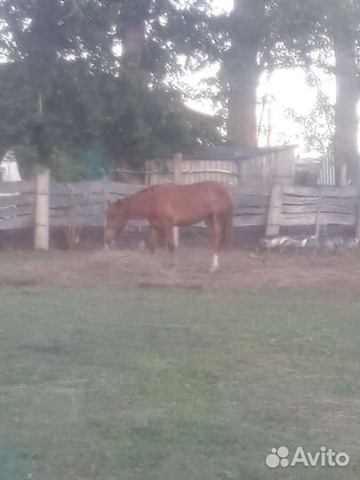 Лошади и бычок