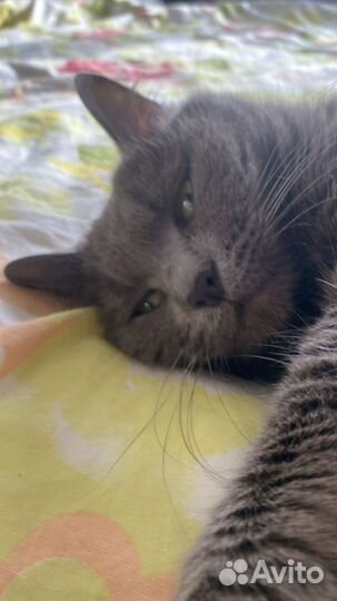 Кошка