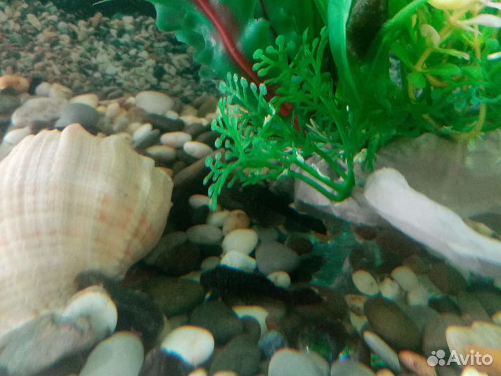 Аквариум 60л