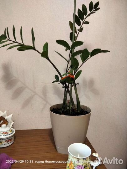 Замиокулькас