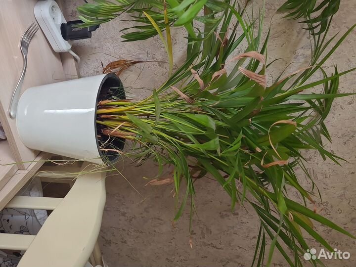 Комнатные растения пальма