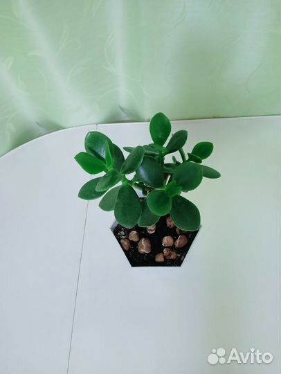 Крассула толстянка