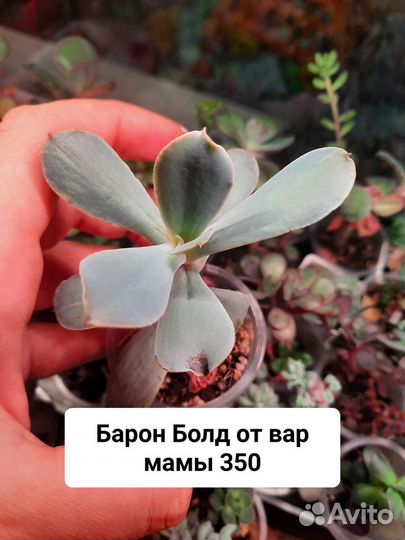 Суккуленты