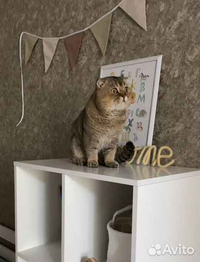 Кот в добрые руки