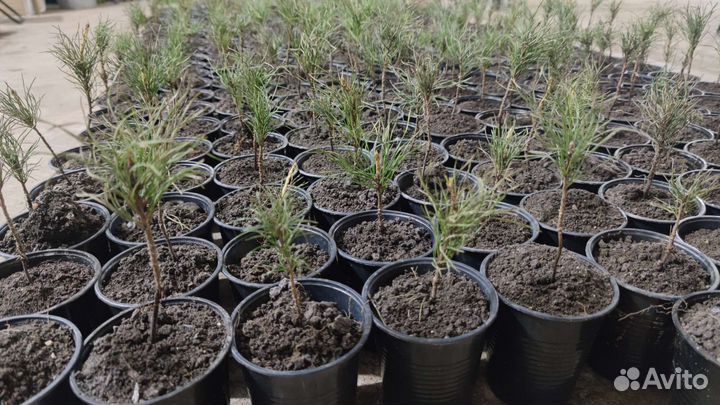 Кедр сибирский вегетир, сосна кедровая сиб 3-летка